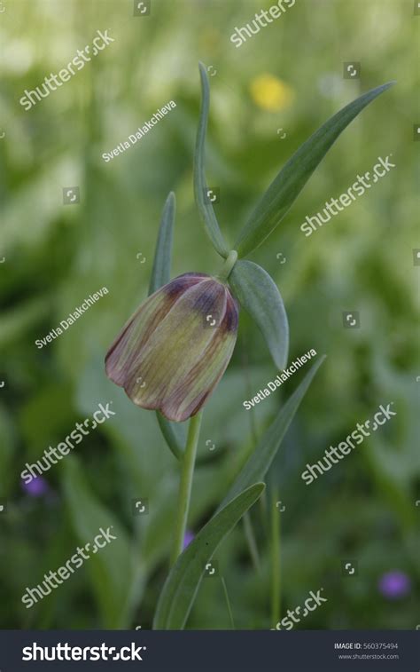 38 Fritillaria Pontica Images Stock Photos And Vectors Shutterstock