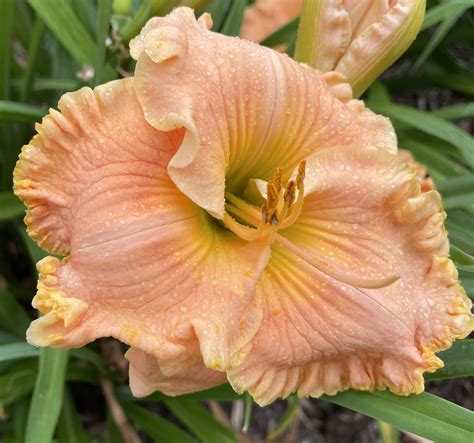 Stardreamer Daylilies Tropical Hot Flash
