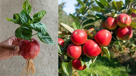 How To Grow Apple Tree From Seed Apple Tree Farming Amazing