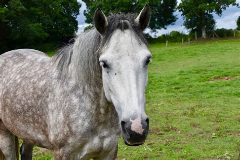 Connemara Ponies Everything You Need To Know Seriously Equestrian