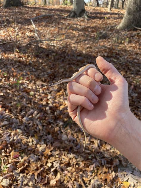 Dekay’s brown snake : r/whatsthissnake