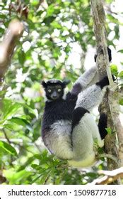 Indri Species Strepsirrine Primate Indriidae Family Stock Photo 1509877718 | Shutterstock