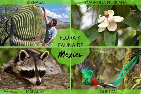 FLORA y FAUNA de MÉXICO Características y ejemplos Fauna Fauna de