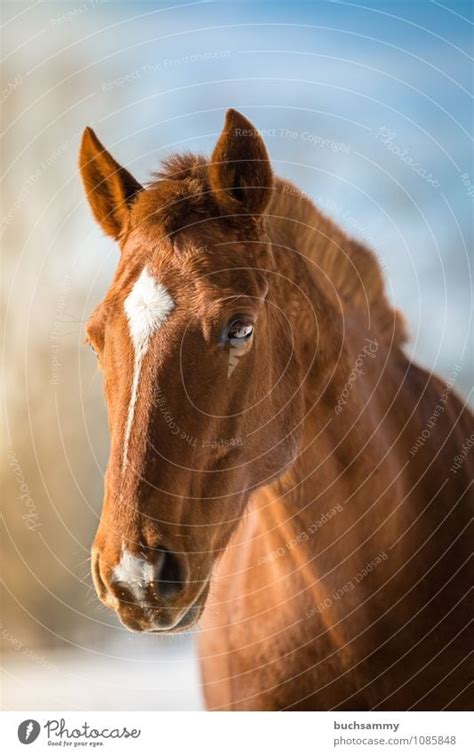 Traum Pferd Tier Nutztier Ein Lizenzfreies Stock Foto Von Photocase