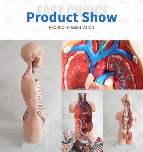 Anatomical Model For Medical Science School Students Human Body Torso