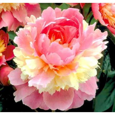 Пион Сорбет - ⭐️ купить по выгодной цене в интернет магазине с ...