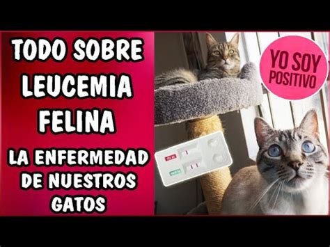 Todo Sobre La Leucemia Felina Felv Gatos Exoticos