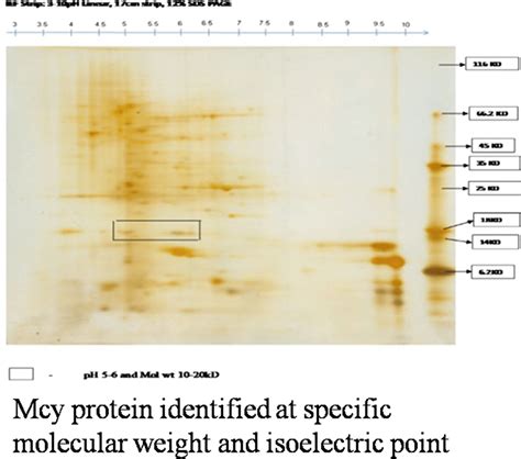 Two Dimensional Gel Electrophoresis Of Ammonium Sulphate Fraction Of