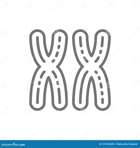 Female XX Chromosomes Woman Sex Genes Line Icon Stock Vector Illustration Of Graphic