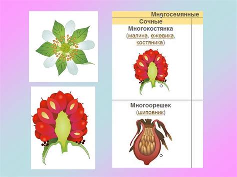 Плод - online presentation