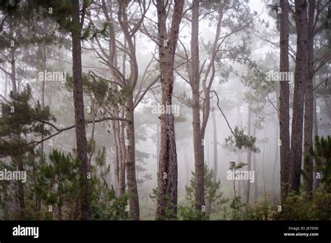 pine trees  sagada mountain province philippines stock photo alamy