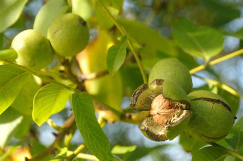 How to Identify the Common Black Walnut Tree