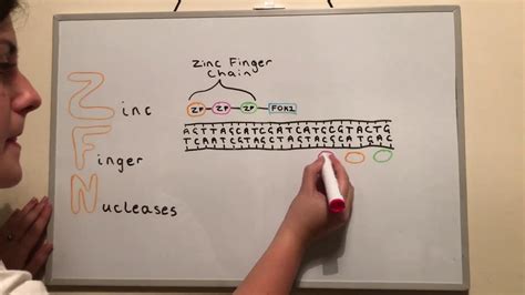 Genome Editing Techniques ZFNs TALENs And CRISPR YouTube