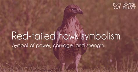 Red Tailed Hawk Symbolism Is A Red Tail Hawk Your Totem Animal