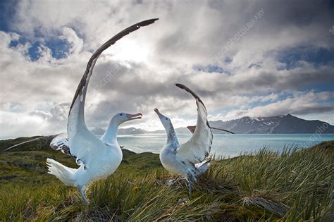 wandering albatross engaged  mating display stock image