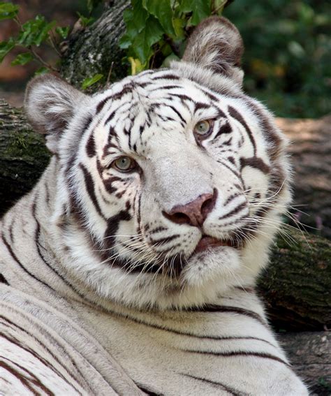 Of The White Tiger