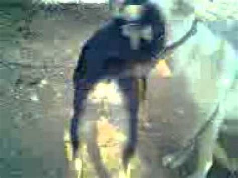 Sex De Chien Youtube