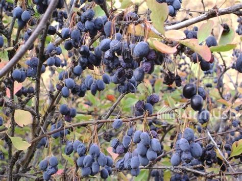 Джуда ягода в узбекистане (105 фото)