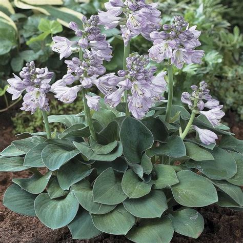 Hosta Blue Mouse Ears from Jackson & Perkins