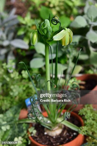 Frizzle Sizzle Plant Photos and Premium High Res Pictures - Getty Images