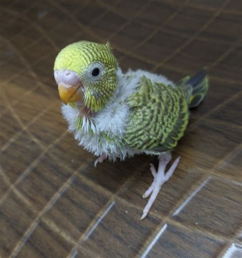 Henlo Hooman Budgies