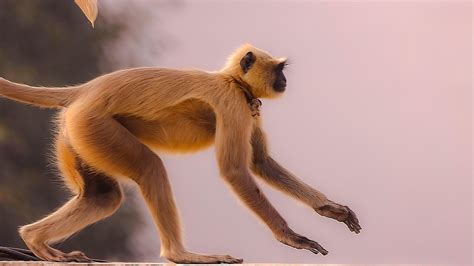 gray langur monkey animal  photo  pixabay pixabay