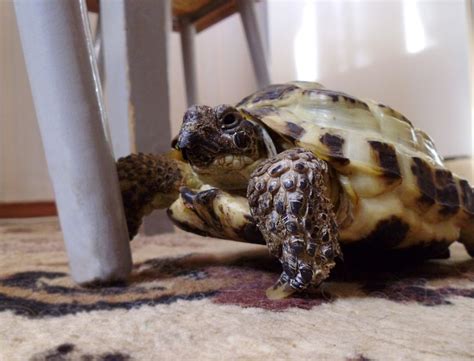 Черепахи: от чего умирают, как понять что она впала в спячку, а не умерла