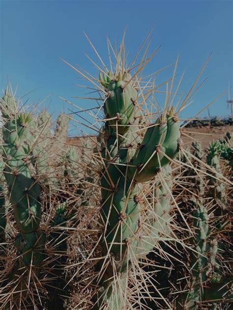 Green Cactus Plant in White Background · Free Stock Photo