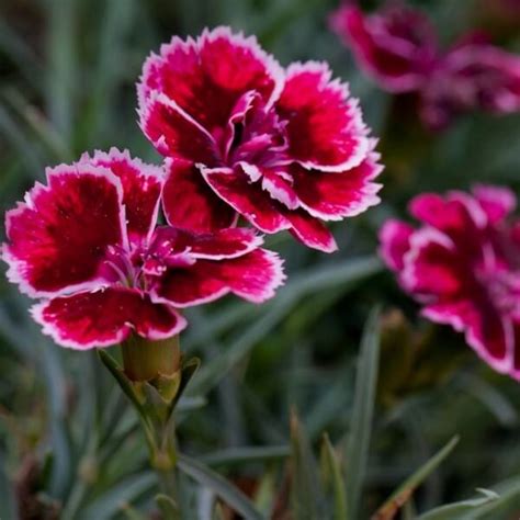 Кустовая гвоздика многолетняя садовая с фото, рекомендации по выращиванию