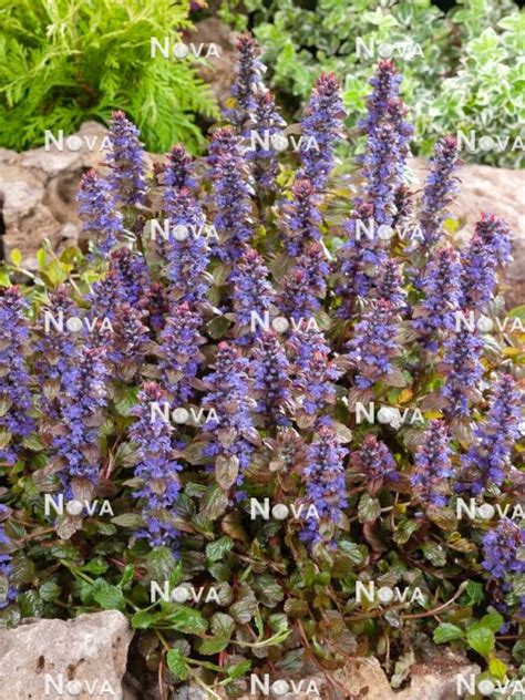 Ajuga Braunherz