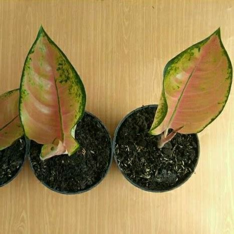 Jual Aglaonema Sultan Brunei Baby Murah Shopee Indonesia