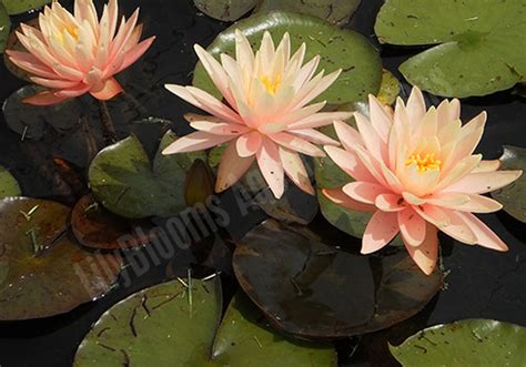 Hardy Water Lilies - Buy A Hardy Water Lily