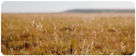 The Importance of Agricultural Native Grass Seed