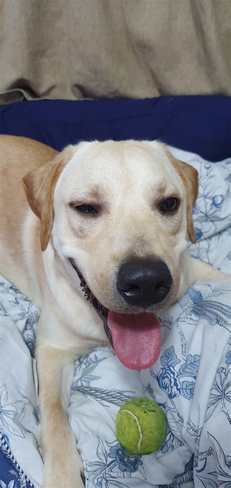 Does he have pitbull blood in him? Some people say so he's a good boy
