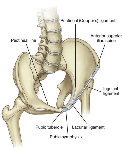 Pecten Pubis Conjoint Tendon