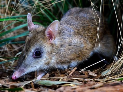 garden refuge  eastern barred bandicoots nrm north