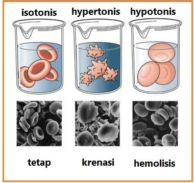 BIOLOGI GONZAGA OSMOSIS KRENASI PLASMOLISIS