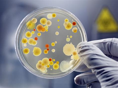 Bacteria Cell Function