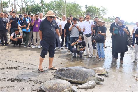 Belasan Penyu Hijau Dilepas Liarkan Bupati Tamba Ajak Lindungi Satwa