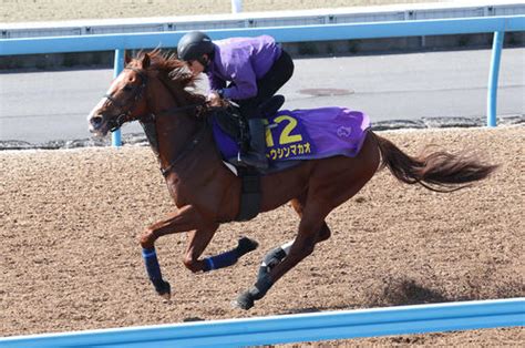 【高松宮記念】中2週トウシンマカオは調整程度も馬なりラスト11秒4と軽快／g1追い切り速報 競馬 日刊スポーツ