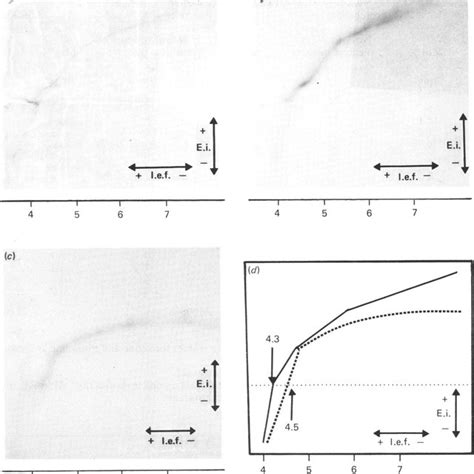 Two Dimensional Isoelectric Focusing I E F Electrophoresis E I