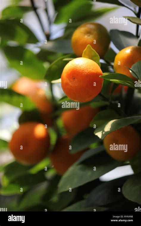 Calamondin Citrus Microcarpa Citrofortunella Microcarpa