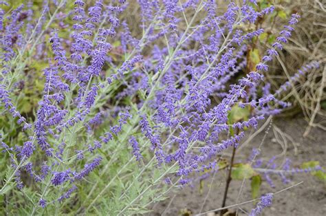 Perovskia Atriplicifolia Blue Steel K K Sud Rzs Lya Inno