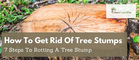 How To Get Rid Of Tree Stumps 2025 Guide How To Remove A Tree Stump 7 Diy Steps For