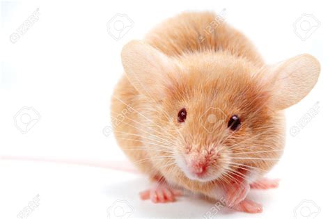 Cute Mouse On White Cute Mouse Cute Animals