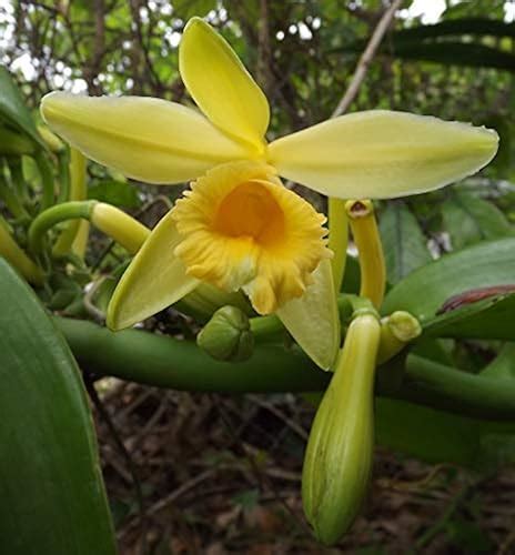 vanilla bean flower plant vanilla bean orchid vanilla planifolia