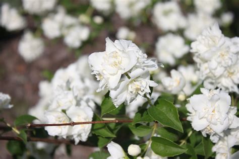 Чубушник Букет Бланк купить в Москве саженцы с доставкой