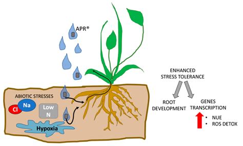 Agronomy Free Full Text A Novel Biostimulant Belonging To Protein