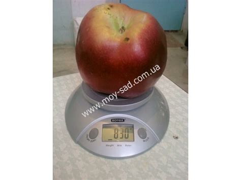 Купить саженцы яблоня Джумбо Помм - Макси Сад