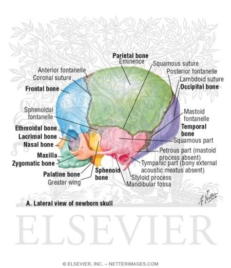 Lateral View Of Newborn Skull